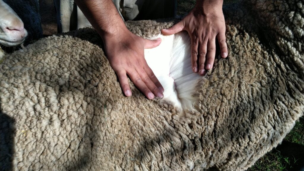 Mann blickt in das dichte Fell eines Schafs