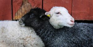 Schwarzes und weißes Schaf