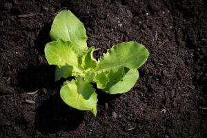 Salat wächst aus der Erde