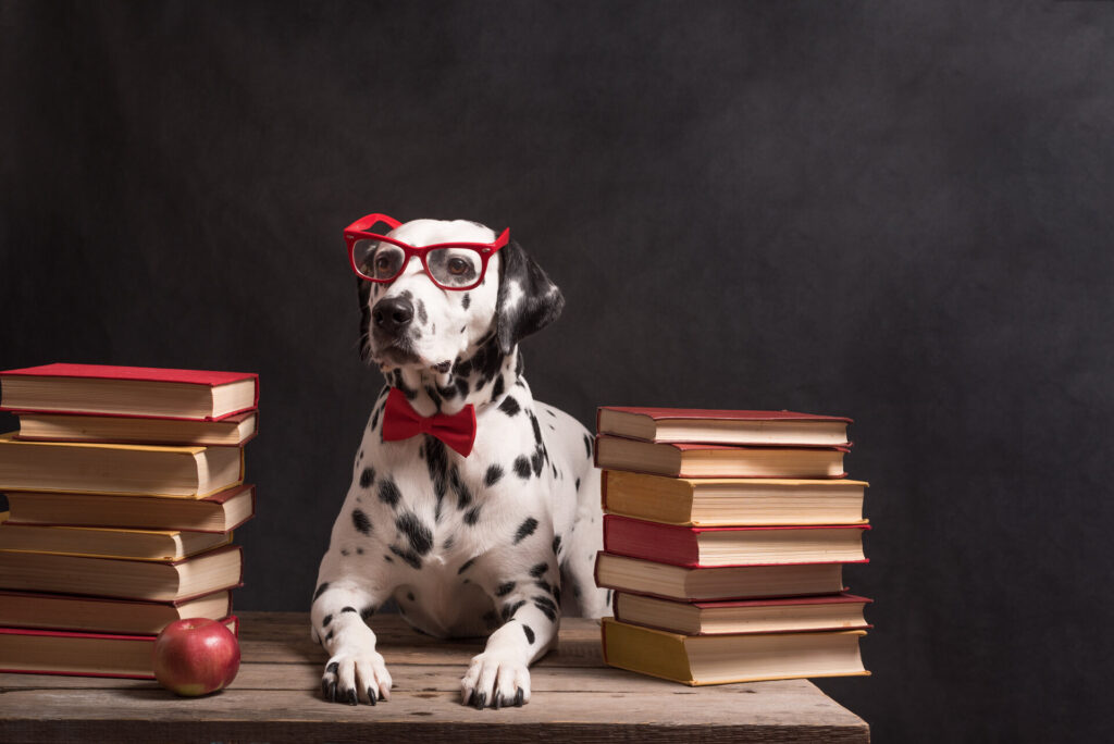 Dalmatiner mit Lesebrille und roter Schleife, sitzt zwischen Bücherstapeln, als Symbol für Hundeschule